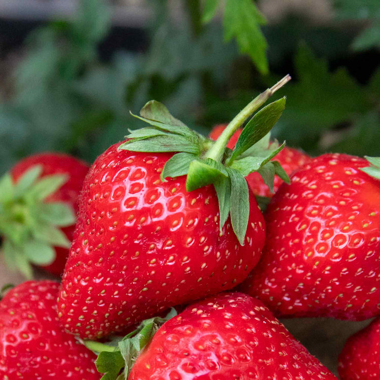 Strawberry Plants 'All Season Space Saver' Collection