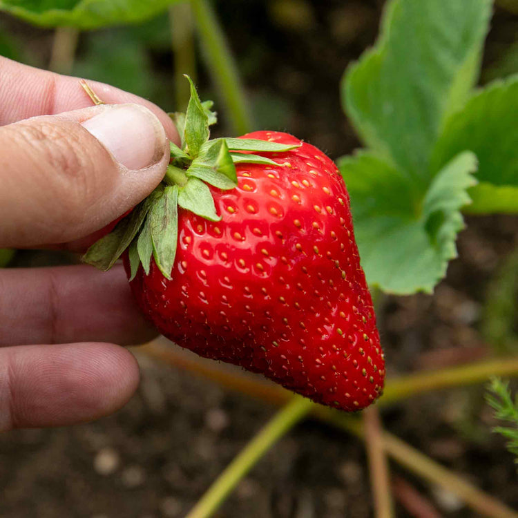 Strawberry Plant 'Malwina'