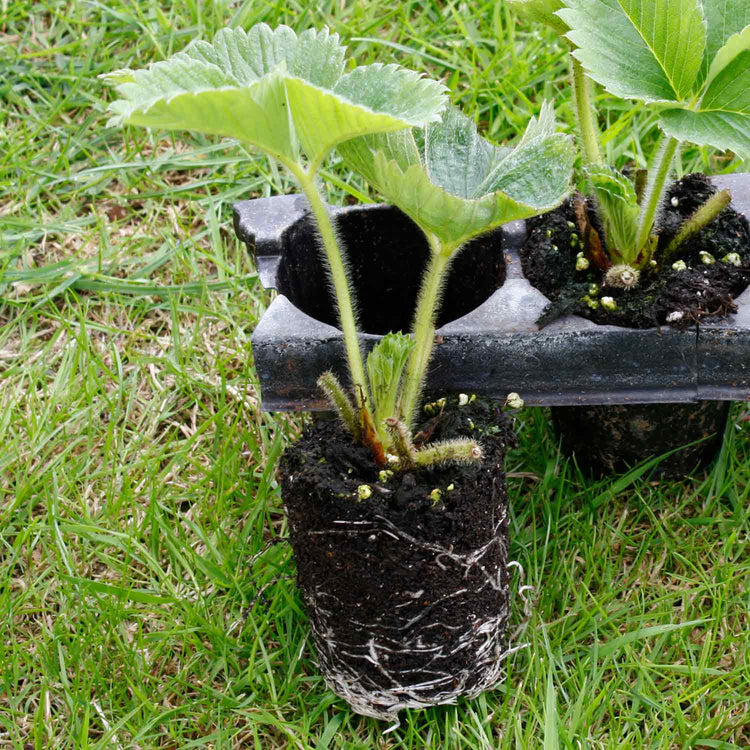 Misted Tip Strawberry Plant 'Long Harvest' Collection