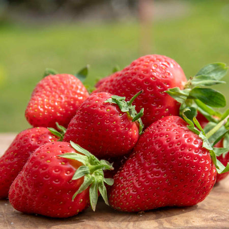 Strawberry Plants 'All Season Space Saver' Collection