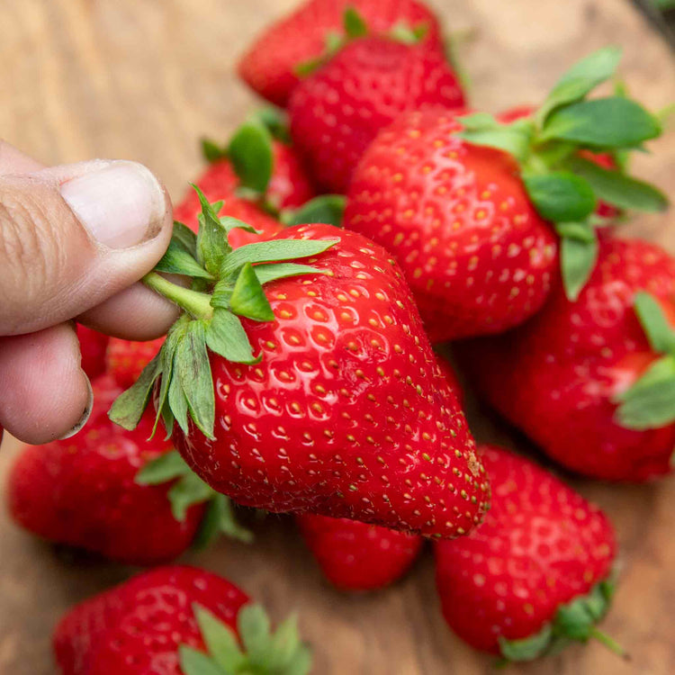 Strawberry Plant 'Marshmello'