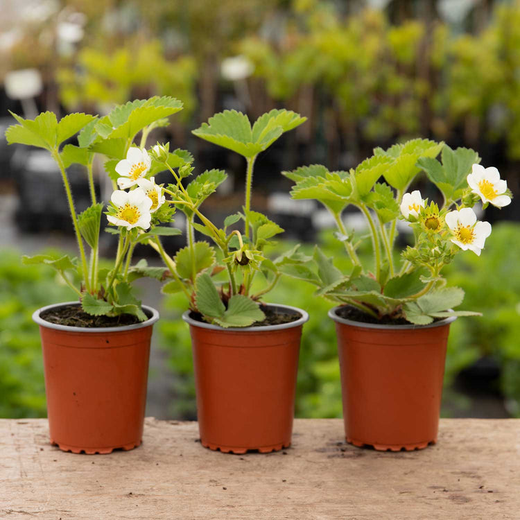 Strawberry 'Florence' - 3 x 9cm Potted Plants