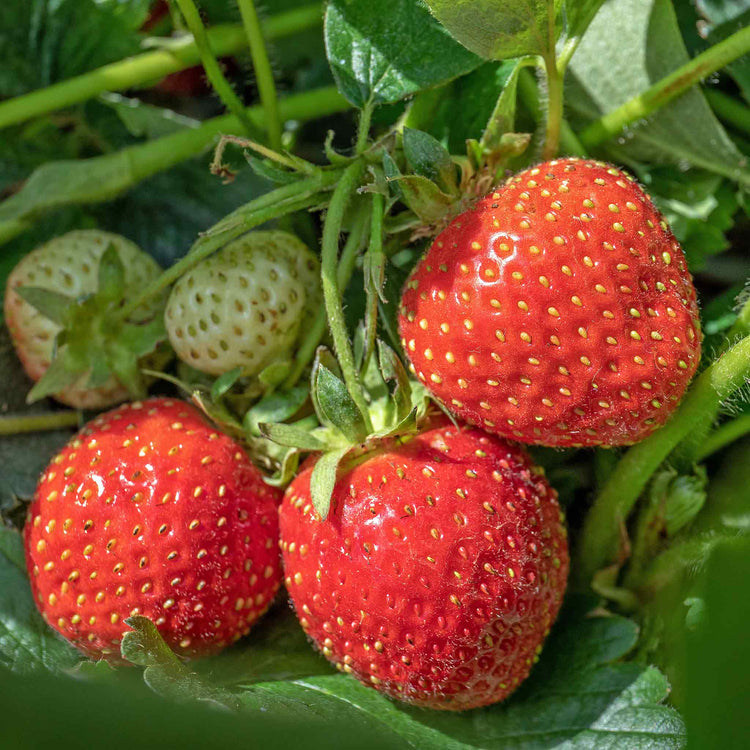 Strawberry Plant 'Christine'