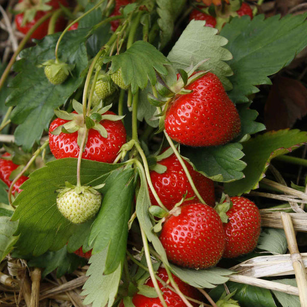 Strawberry Plant 'Christine'