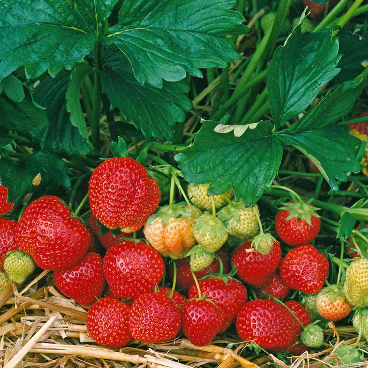 elsanta strawberry seeds Strawberry Plant 'Elsanta'