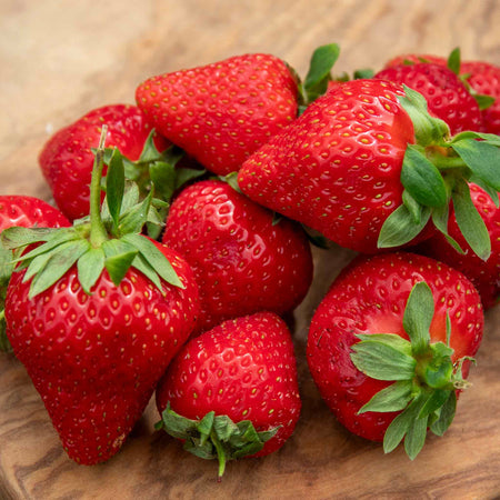 Everbearing Strawberry Plant 'Favori'