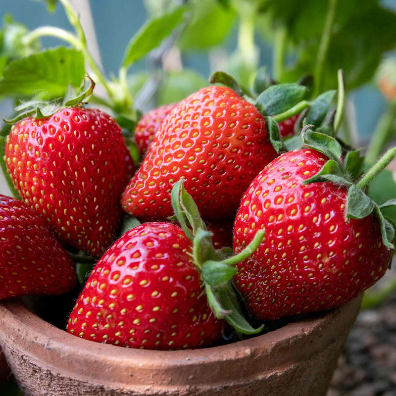 Everbearing Strawberry Plant 'Finesse'