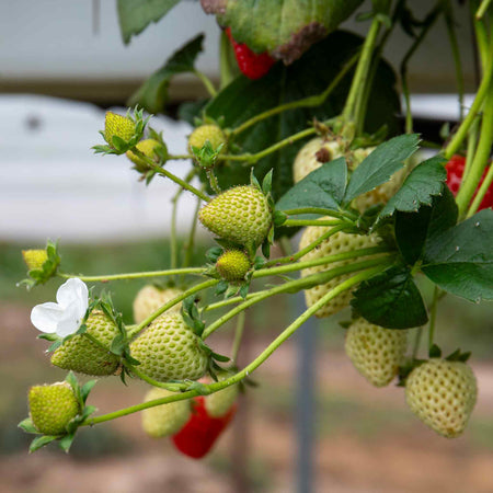 Everbearing Strawberry Plant 'Flamenco'