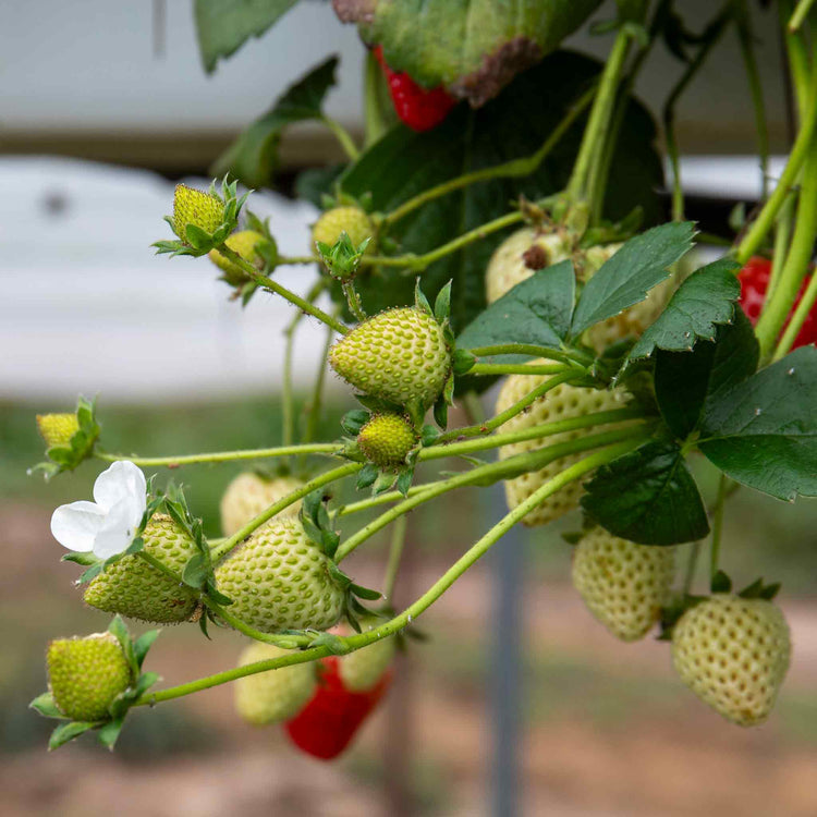 Everbearing Strawberry Plant 'Flamenco'