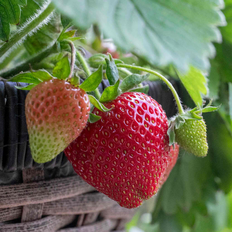 hybrid strawberry seeds Strawberry Seeds 'Grandian' F1