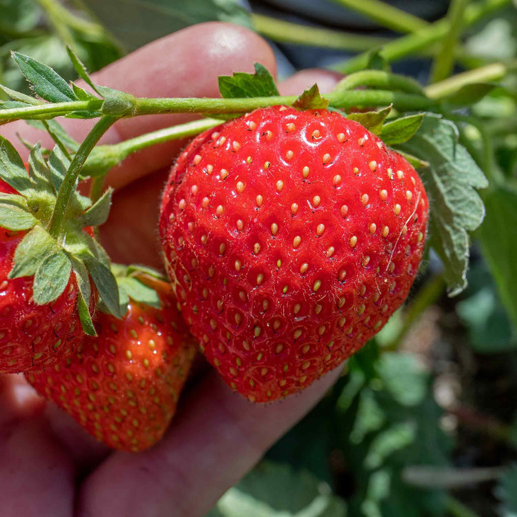 Everbearing Strawberry Plant Malling Champion Marshalls Garden everbearing-strawberry-plant-malling-champion-marshalls-garden