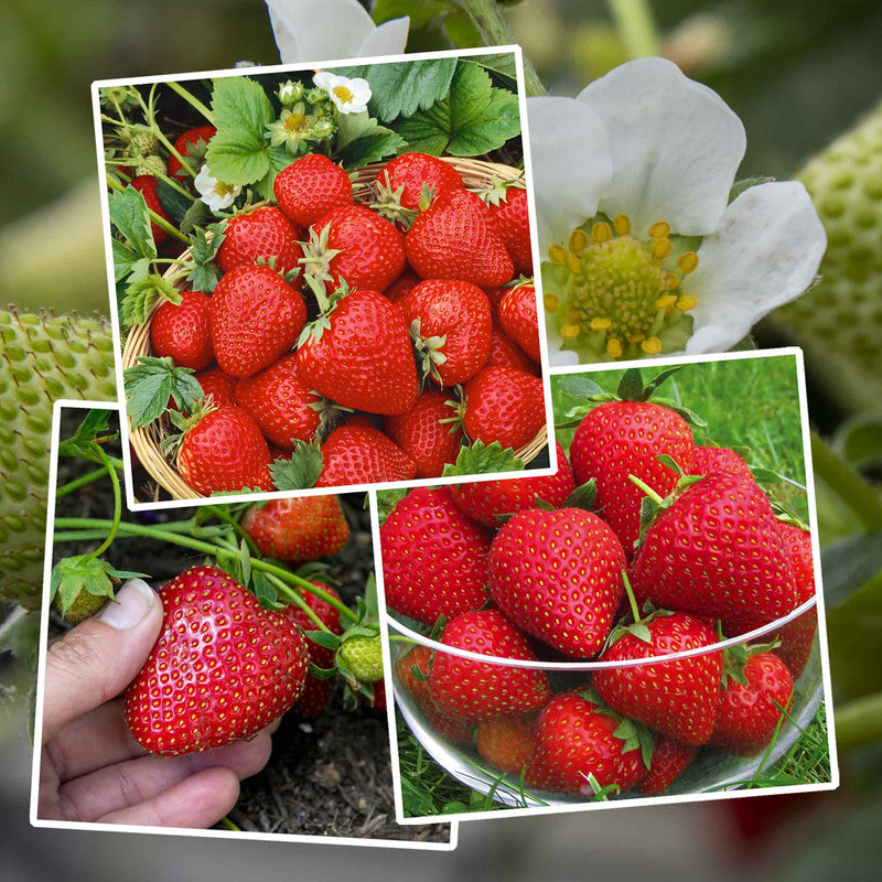 strawberry seed collection Strawberry Plant 'Long Cropping' Collection