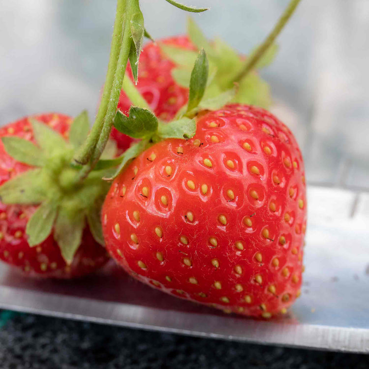 Strawberry Plant 'Malling Centenary'