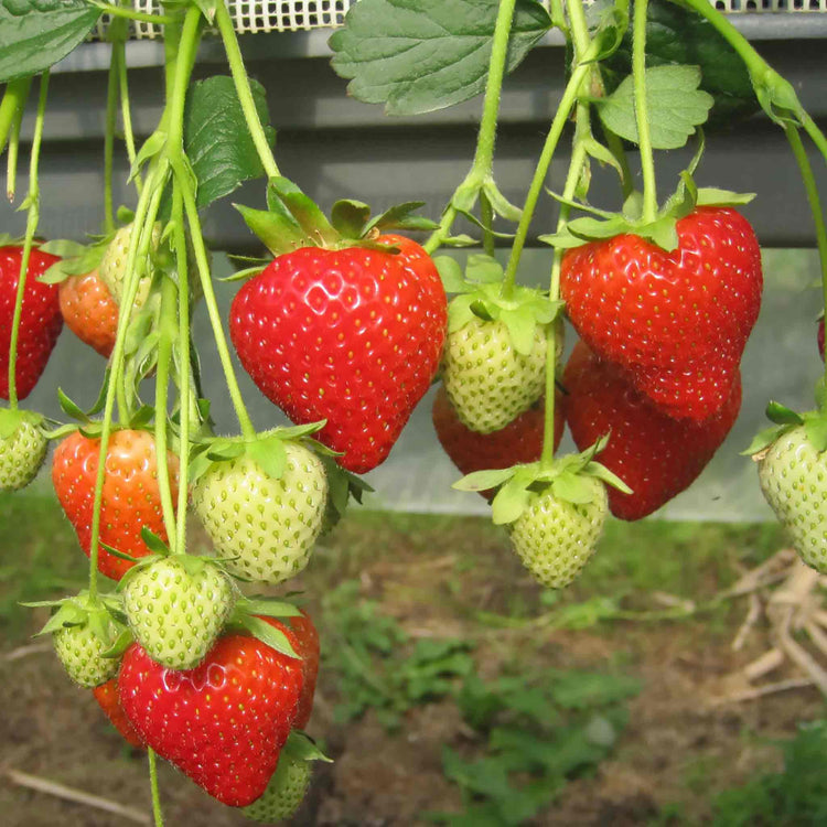 Everbearing Strawberry Plant  'Malling Champion'