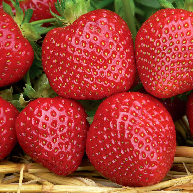 Strawberry Plants 'All Season Space Saver' Collection