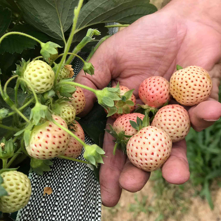 snow white strawberry seeds Strawberry Plant 'Snow White'