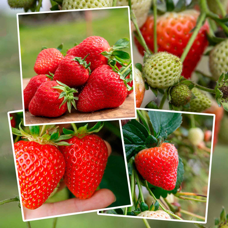 Strawberry Plant 'Sweetest Tasting' Collection