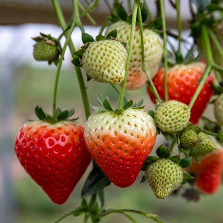 Strawberry Plant 'Symphony'