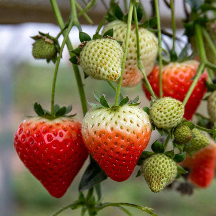 Strawberry Plant 'Symphony'