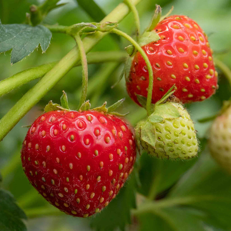 Strawberry Plant 'Vibrant'