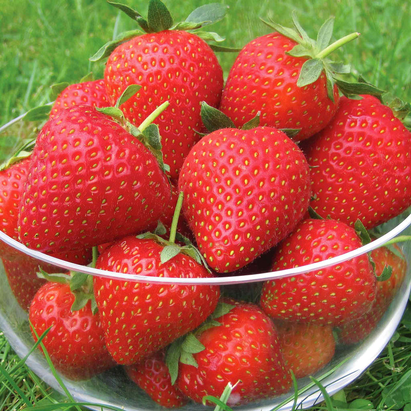 Strawberry Plant 'Vibrant'