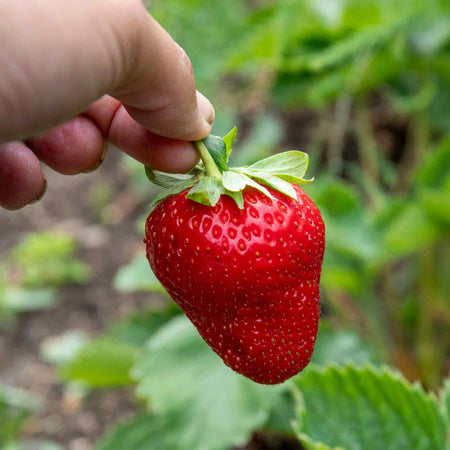 Strawberry Plant  'Allegro'