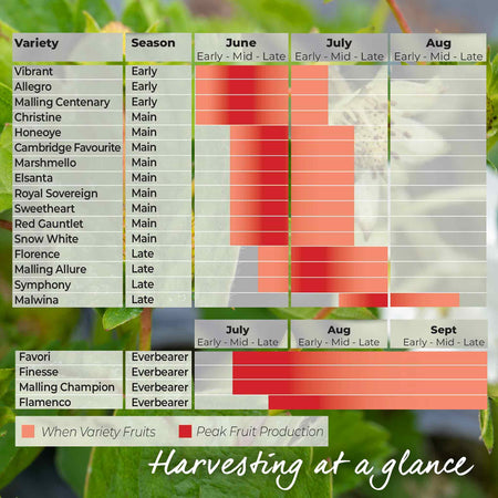 Strawberry Plants 'All Season Space Saver' Collection