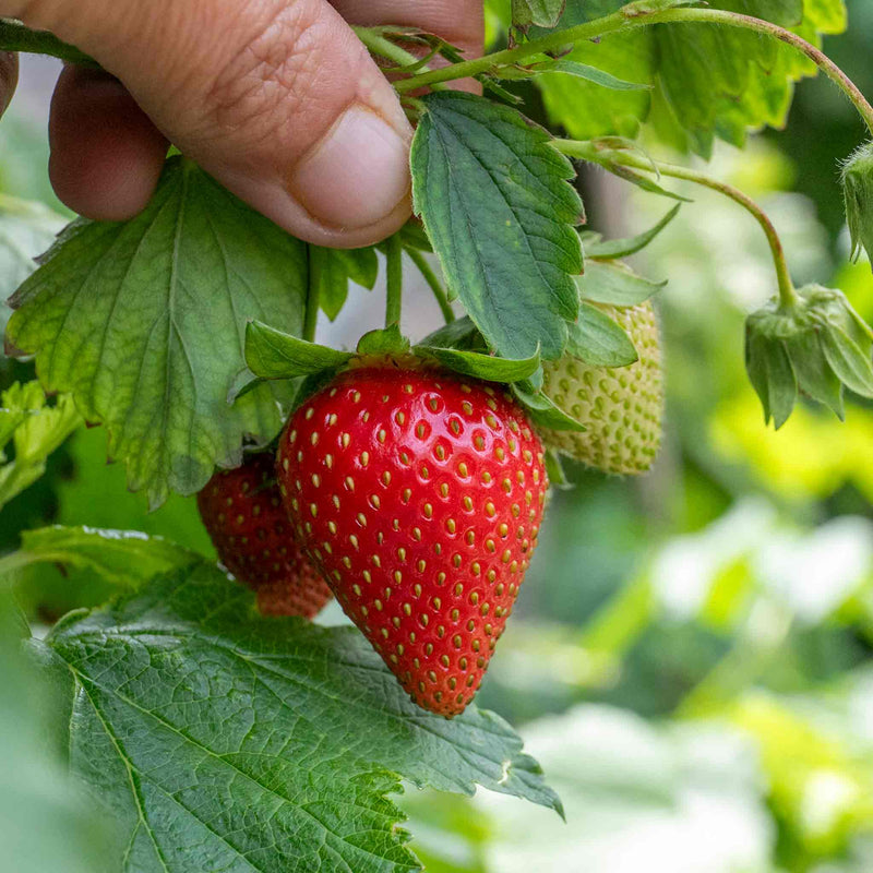 f1 strawberry seeds Strawberry Seeds 'Delician' F1