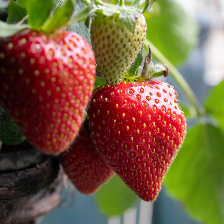 Strawberry Plant 'Elsanta'