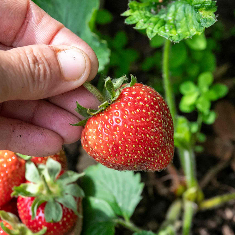 Strawberry Plant 'Elsanta'