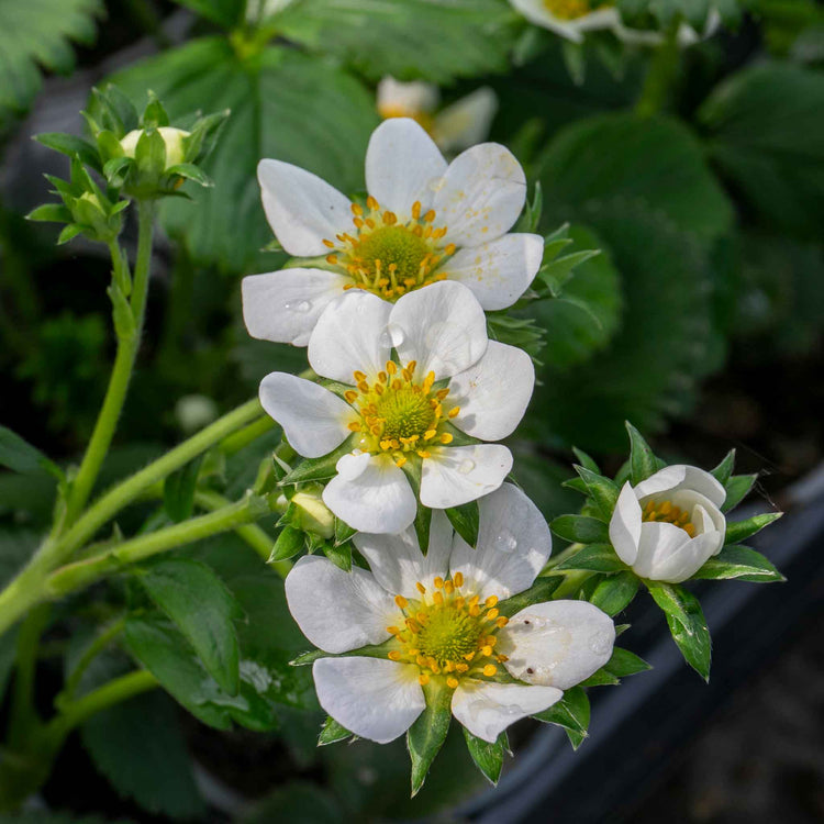Strawberry 'Snow White'