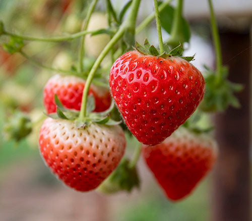 Strawberry Plants