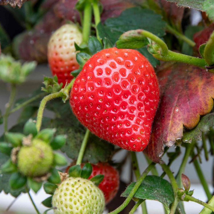 Strawberry Plant 'Honeoye'