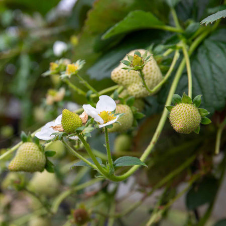 Strawberry Plant 'Honeoye'