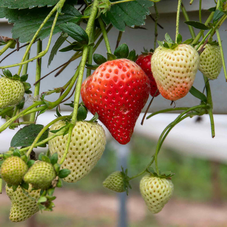 Strawberry Plant 'Honeoye'