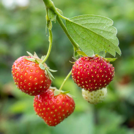 Strawberry Plant 'Mara De Bois'