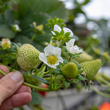 Strawberry Plant 'Mara De Bois'