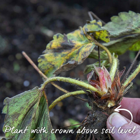 Strawberry Plant 'Marshmello'