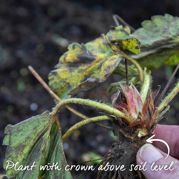 flamenco strawberry seeds Everbearing Strawberry Plant 'Flamenco'