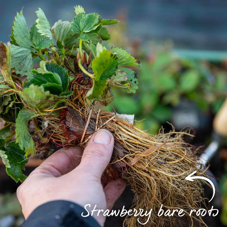 Strawberry Plant 'Snow White'