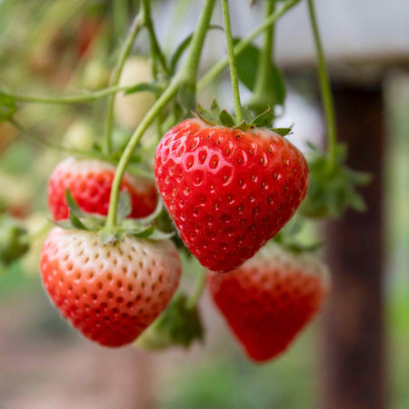 Strawberry Plant 'Sweetest Tasting' Collection