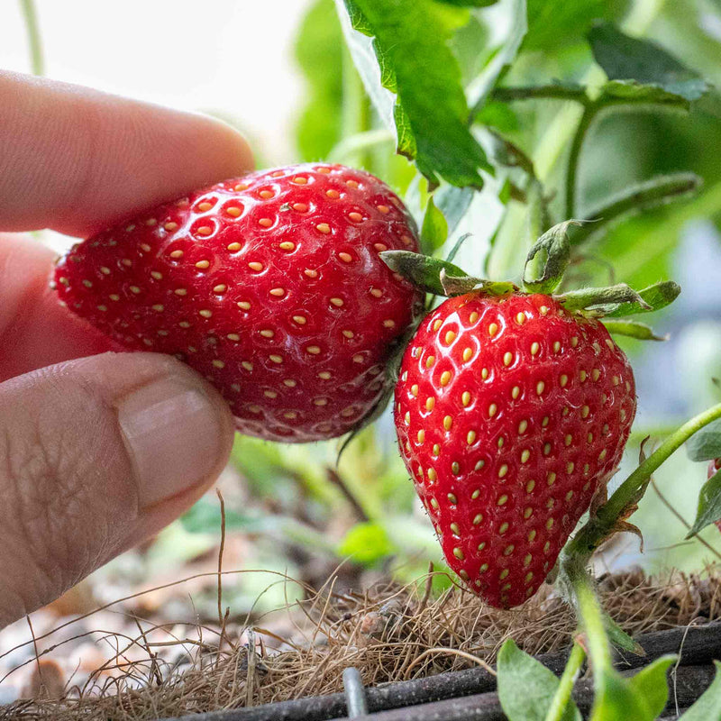 Strawberry Plant 'Symphony'