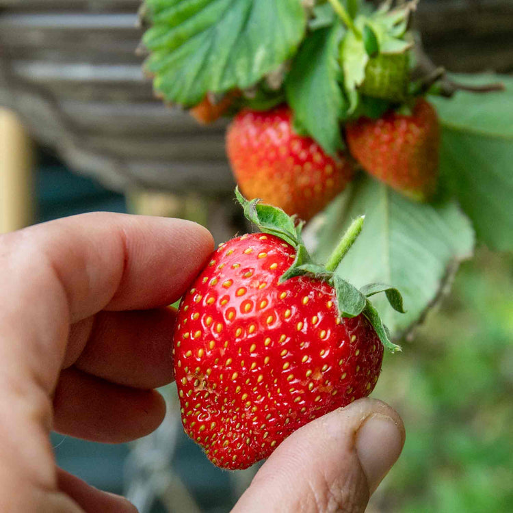 Strawberry Plant 'Vibrant'