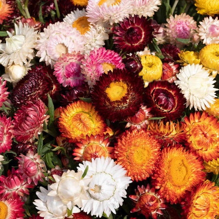 Strawflower Seeds 'King Size'