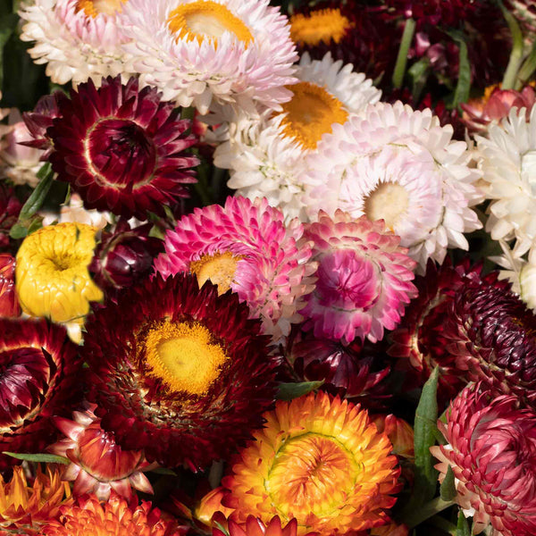 Strawflower Seeds 'King Size'