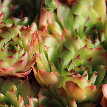 Sempervivum Seeds 'Livingstone'