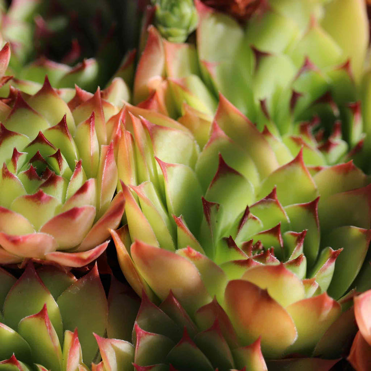 Sempervivum Seeds 'Livingstone'