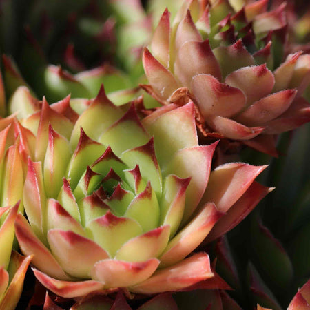 Sempervivum Seeds 'Livingstone'