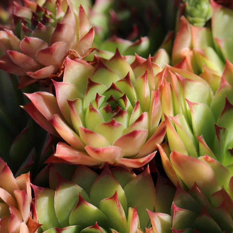 Sempervivum Seeds 'Livingstone'