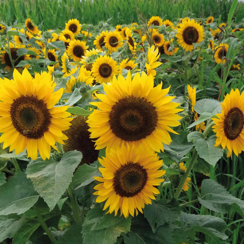 Sunflower Seeds 'Pradera Gold'